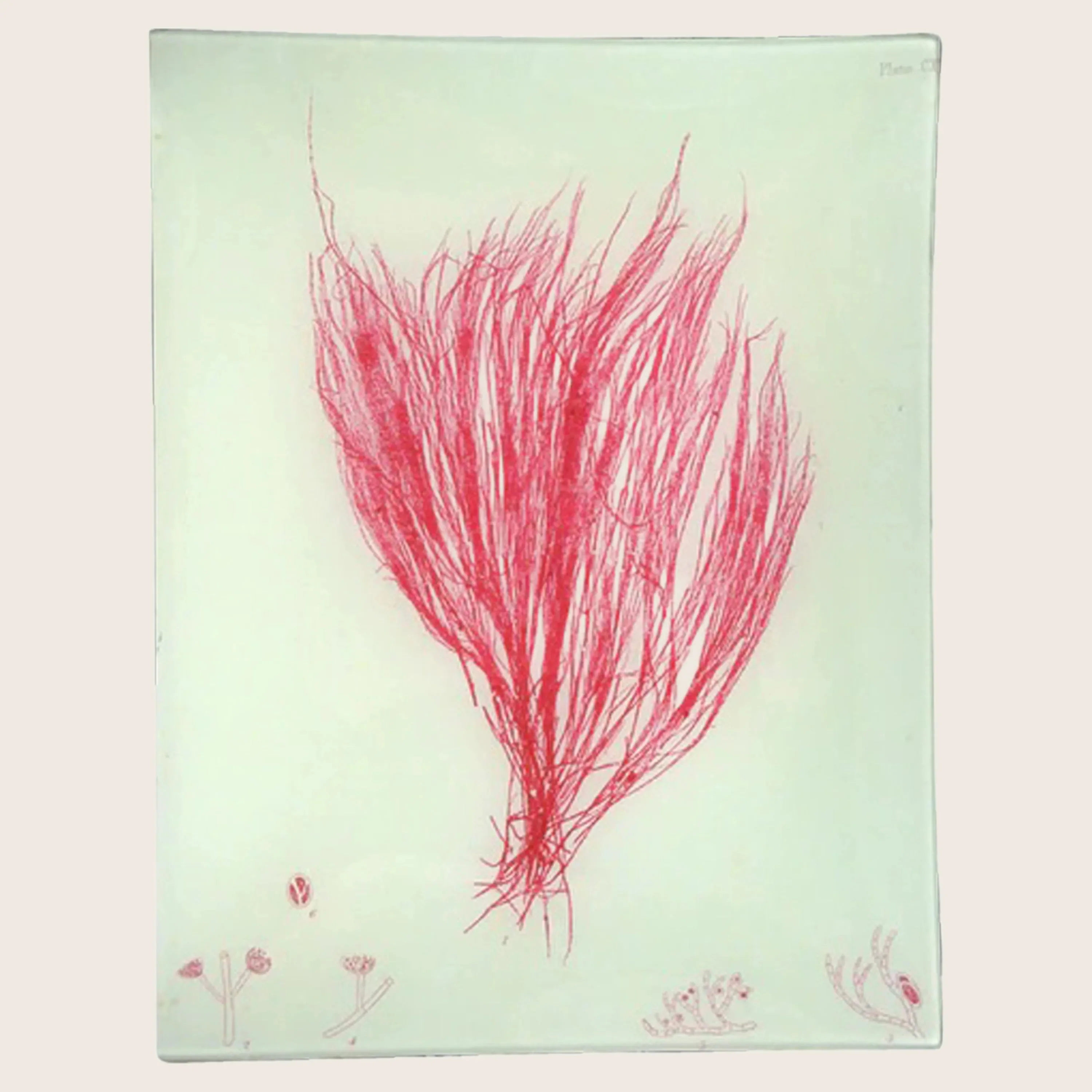 Pink Seaweed Rectangular Tray