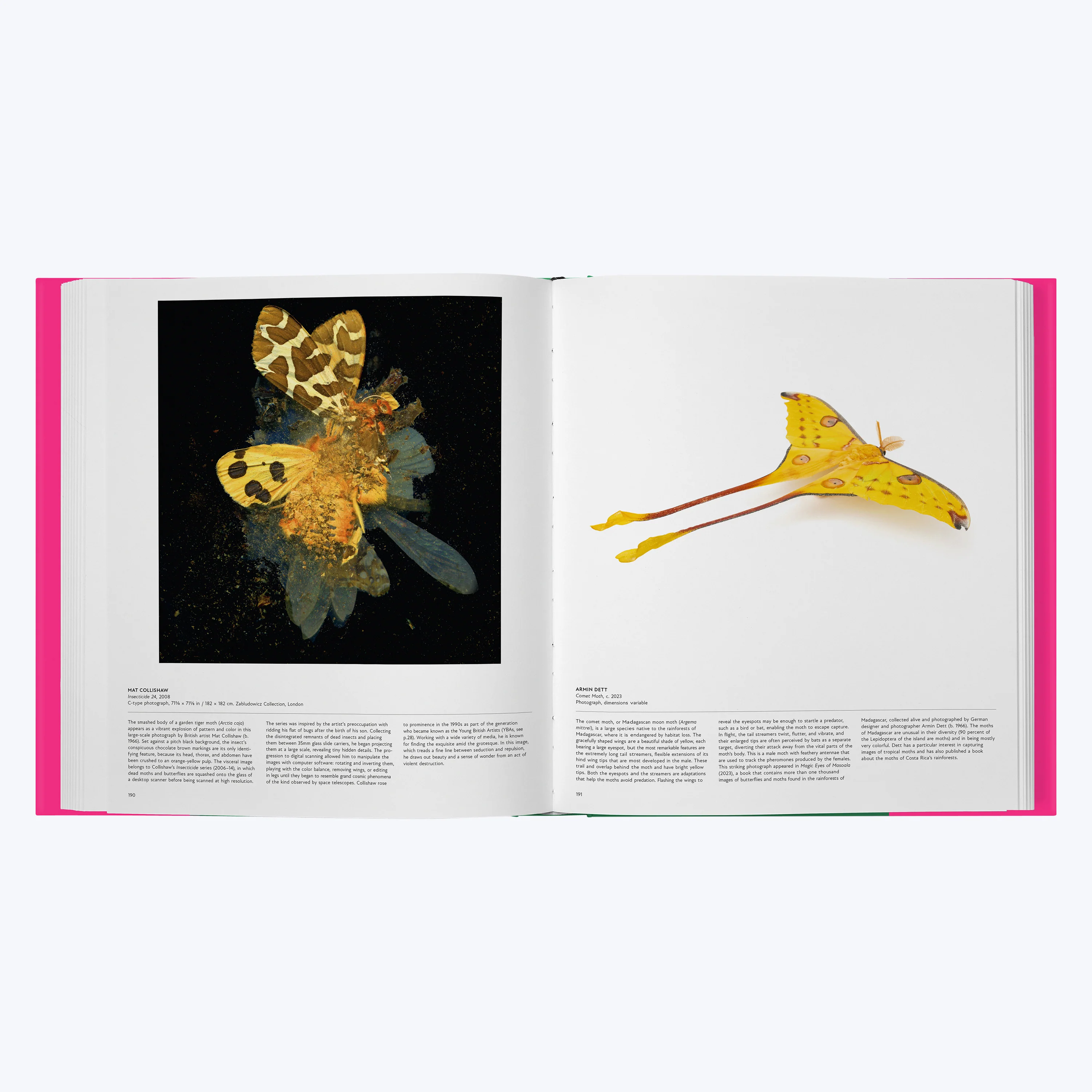 Butterfly: Exploring the World of Lepidoptera - Image 3