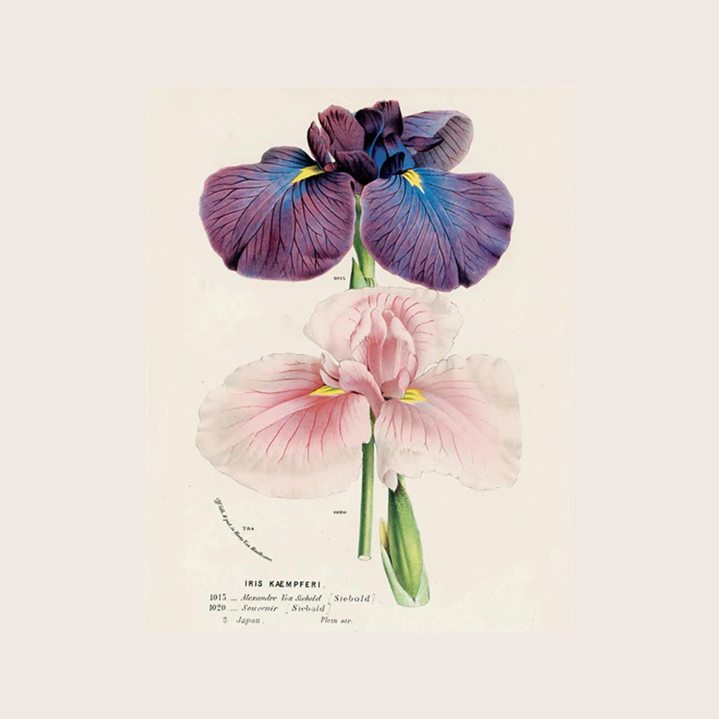 Iris 784 Tray
