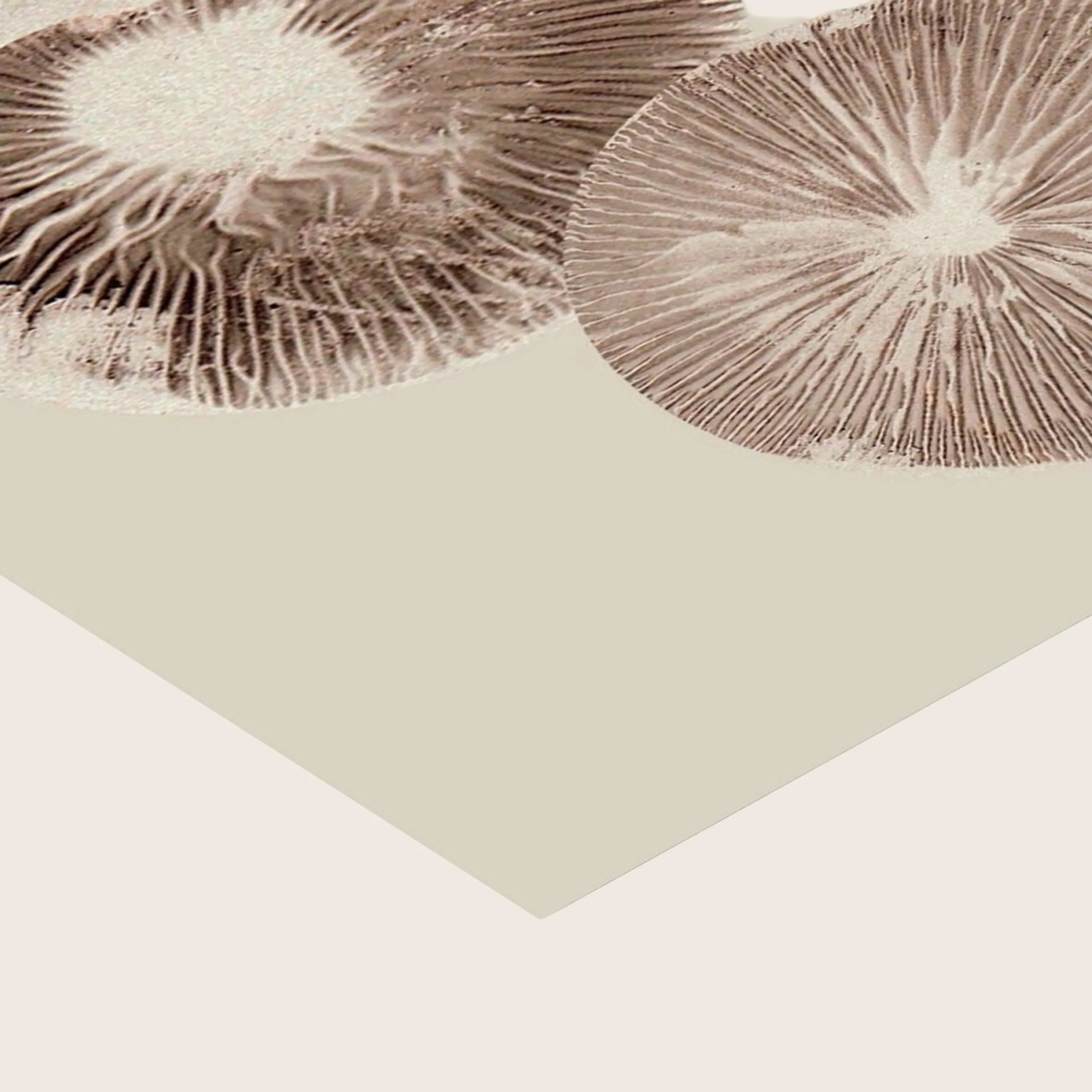 Pernille Folcarelli - Mushroom - 6 Cream - Image 3