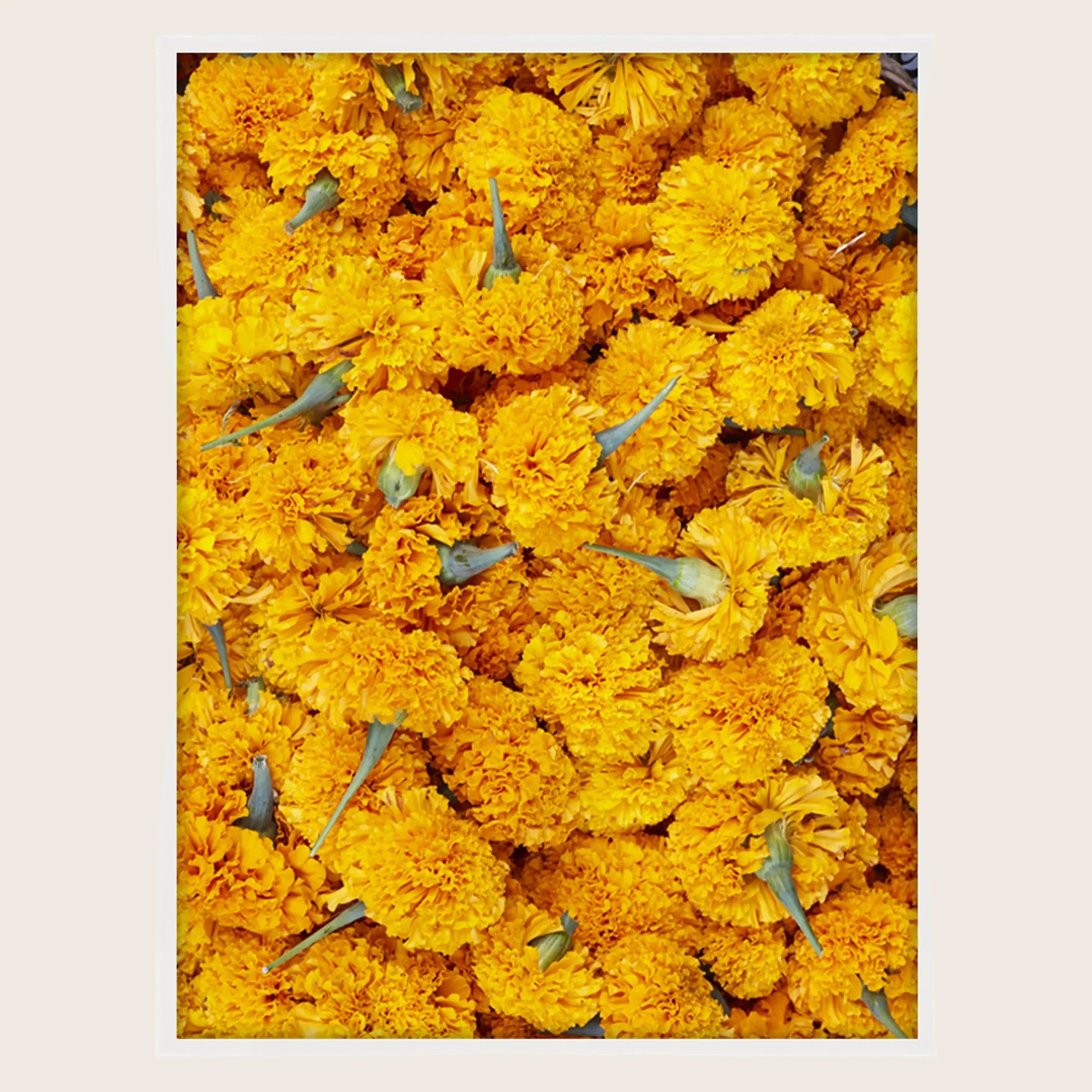 Ubud Marigolds