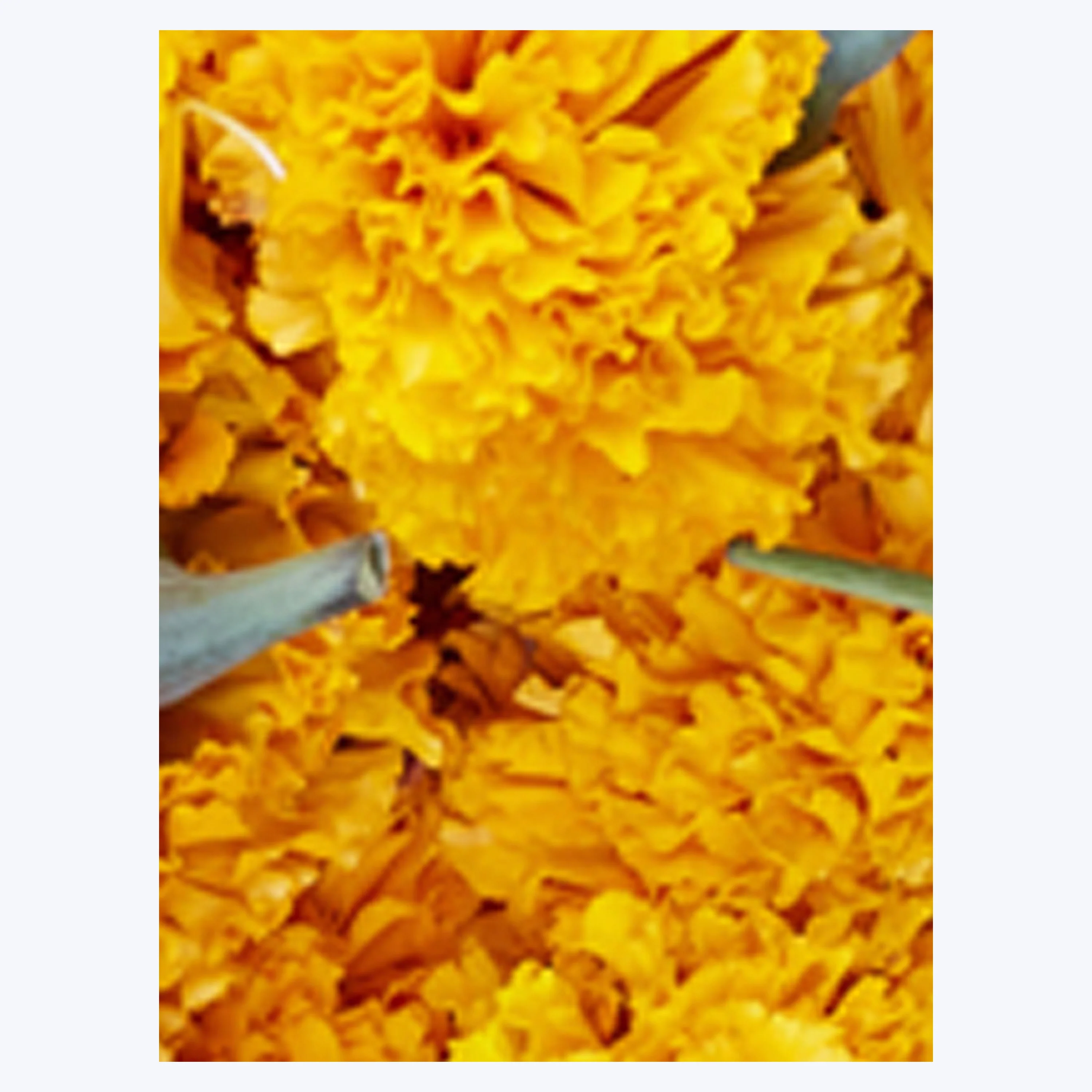 Ubud Marigolds - Image 4