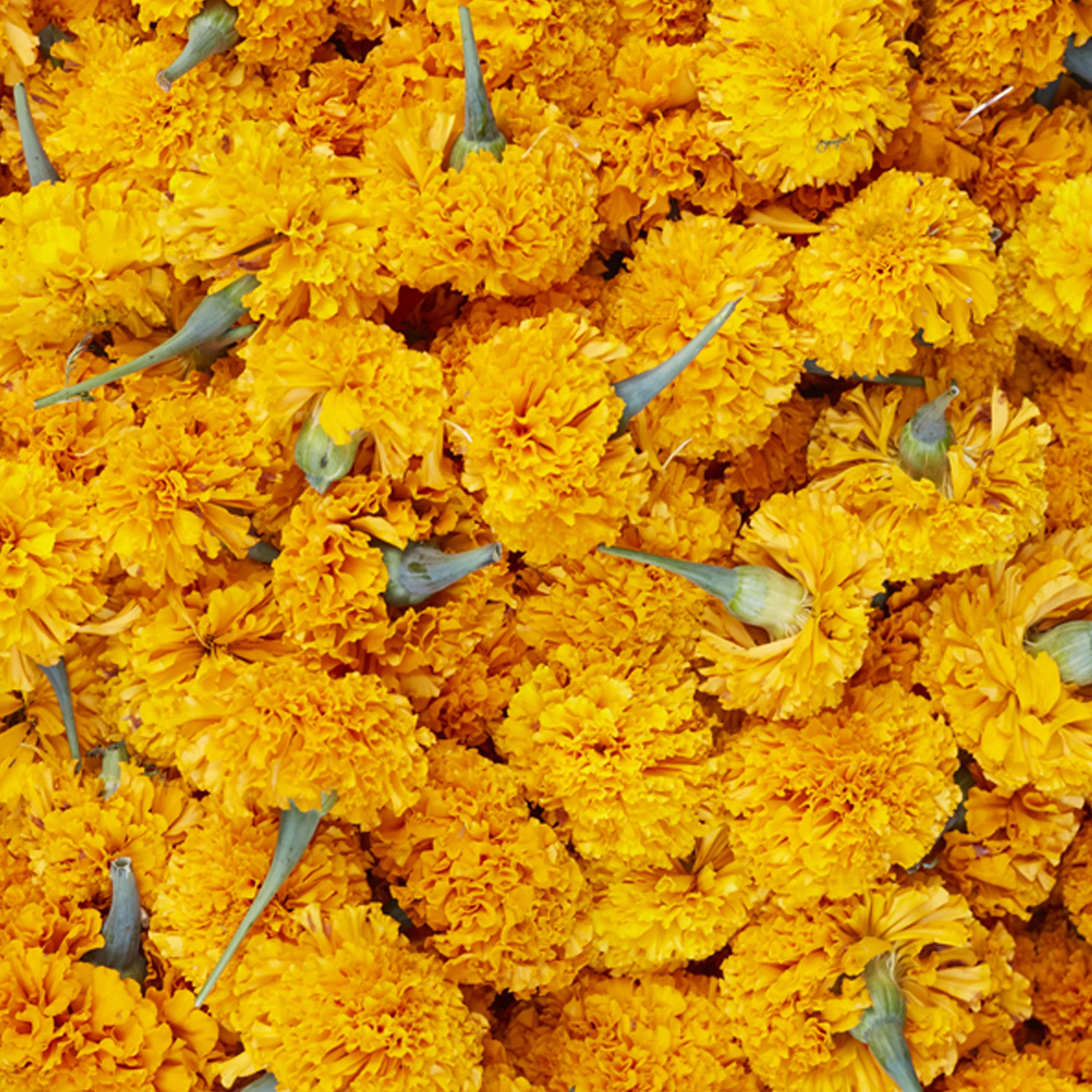 Ubud Marigolds - Image 5